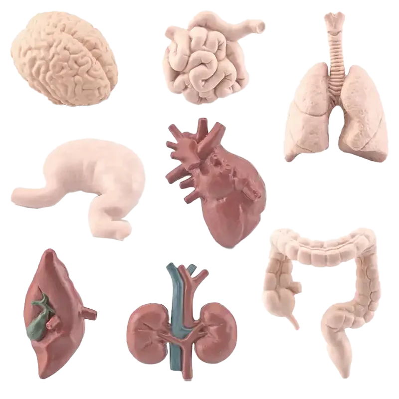 Человеческое тело игрушка с внутренними органы для школьников Детская биология человека обучающая