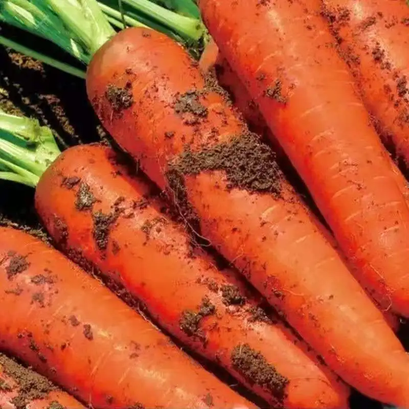 Popular hot selling china shandong carrot fresh vegetables seasonal high quality carrots