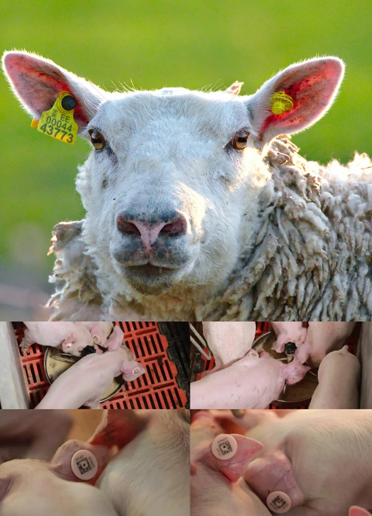 WMC Animal Ear Tags For Numbering Sheep Goat Cattle Cow Pig