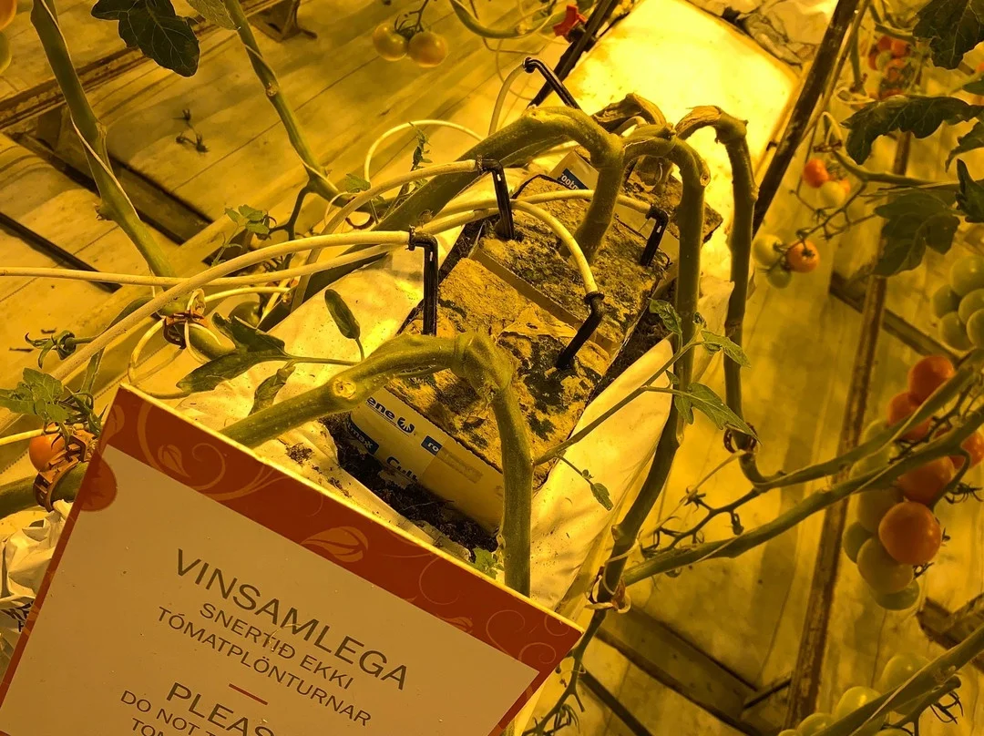 Micro PE pipe 3/5mm blackinside and white surface tube four branches arrow dripper for garden automatic irrigation system