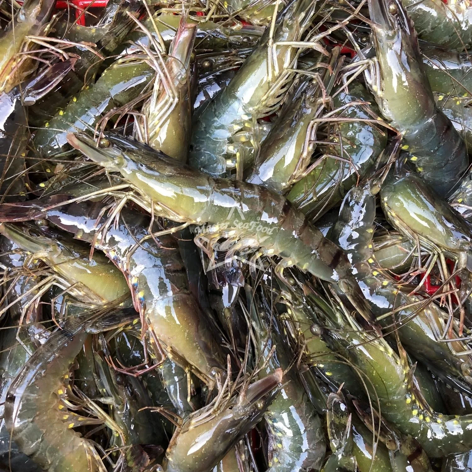 Black Tiger Shrimps Fresh Head On Shell On Net Weight Net Count Custom Packing Best Quality Size U-20 Master Seafood Product