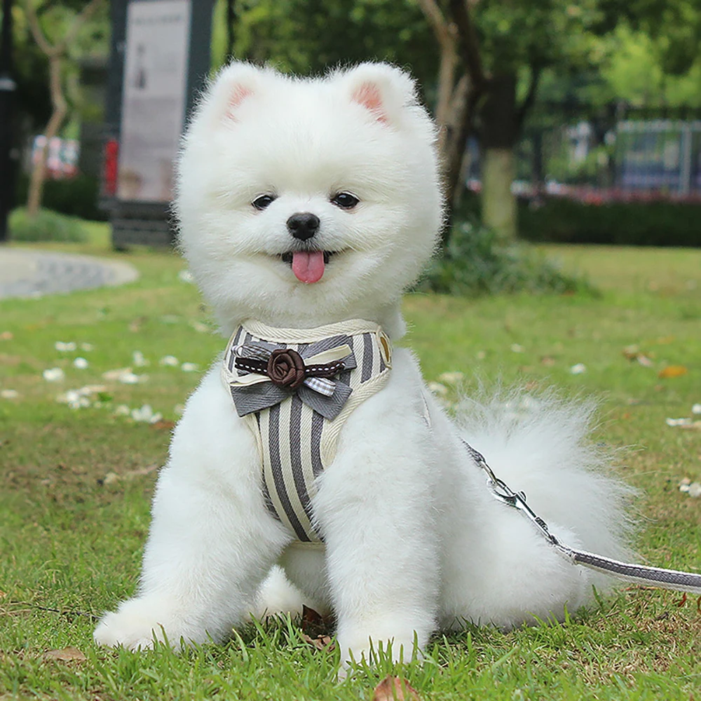 Striped Pattern Bowtie Design Pet Harness Vest With Leash, Formal Dress Dog Cat Harness Set With Leash