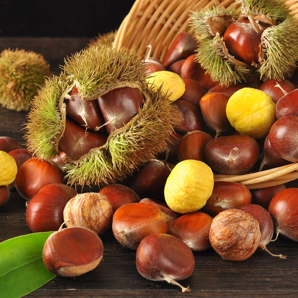 5 кг сетчатый мешок оптовая упаковка Китай свежий каштан органическое