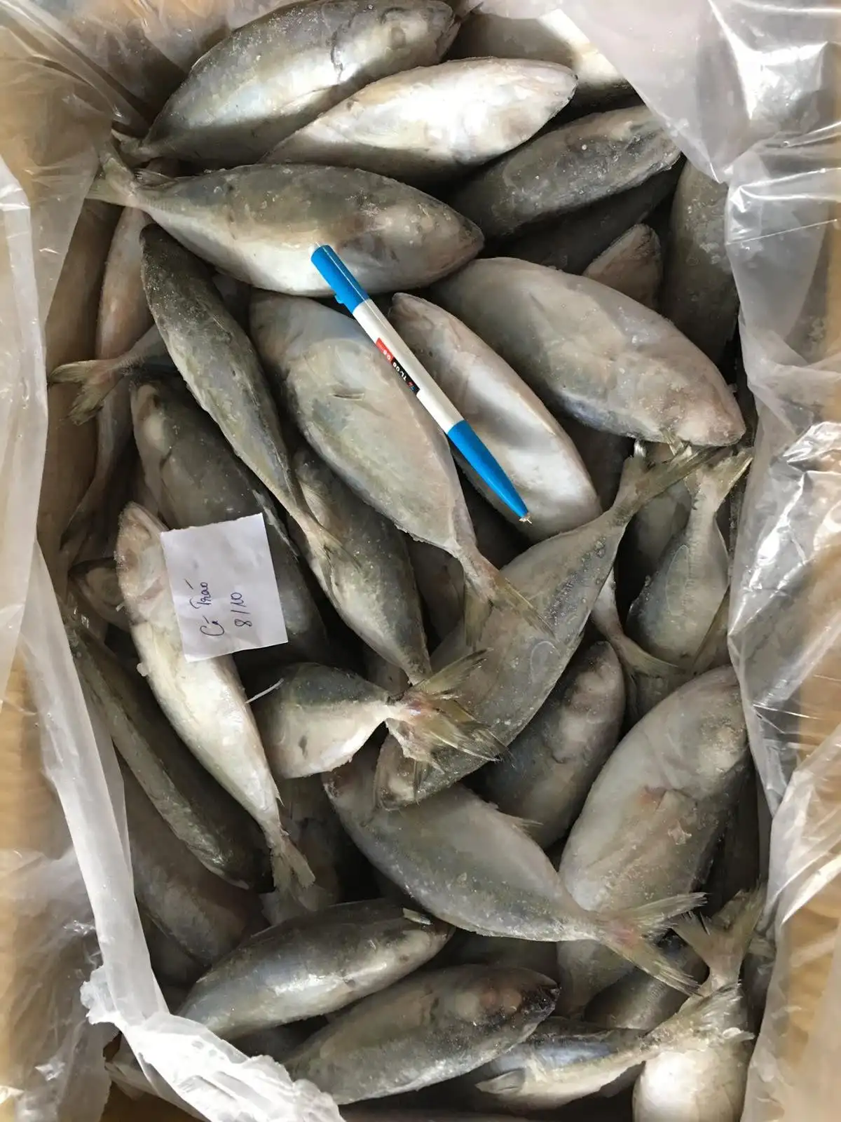 Top Selling Frozen BIG EYES SCAD Whole Round Competitive Price Origin in Vietnam