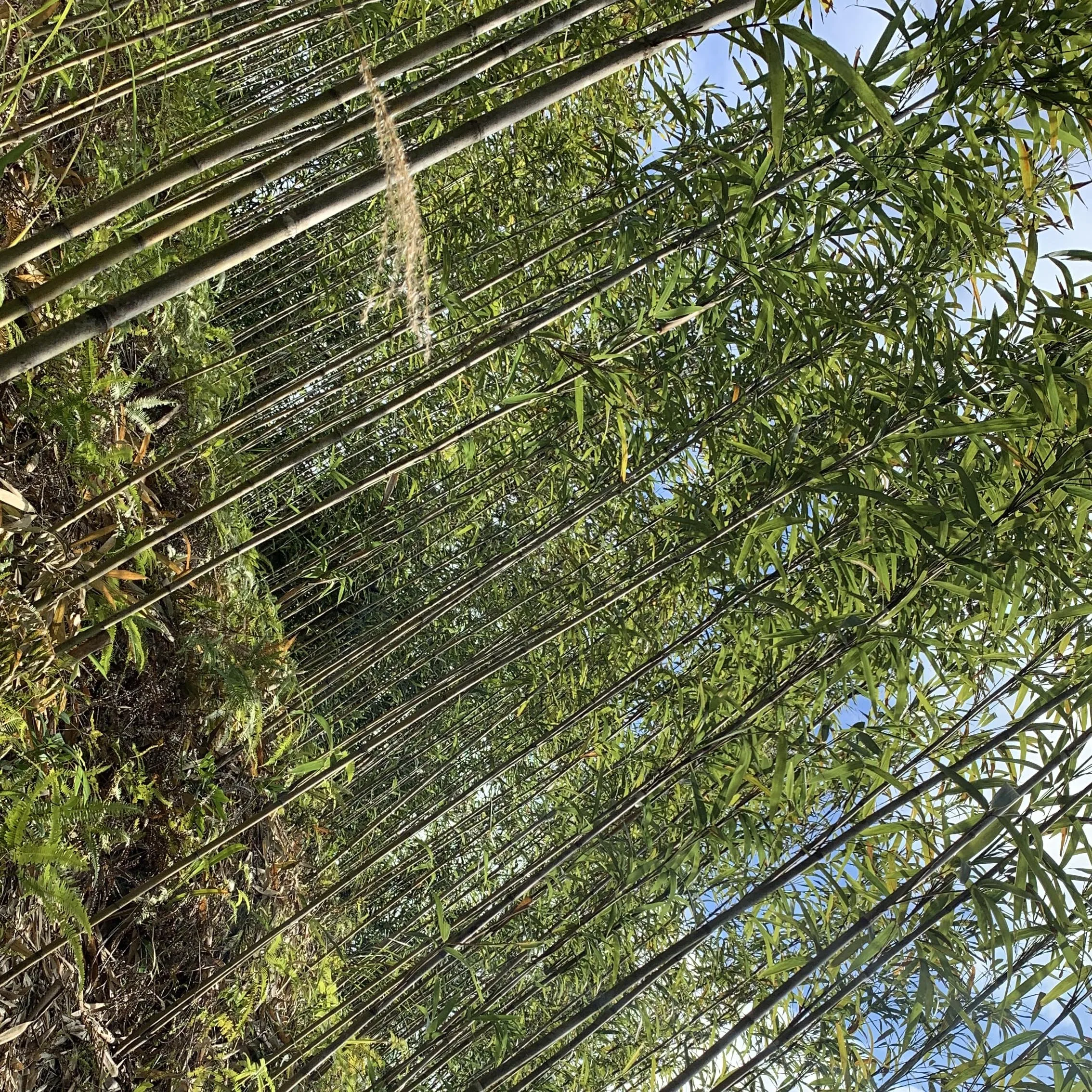 Yellow bamboo Cane flower support Pole Bamboo stakes