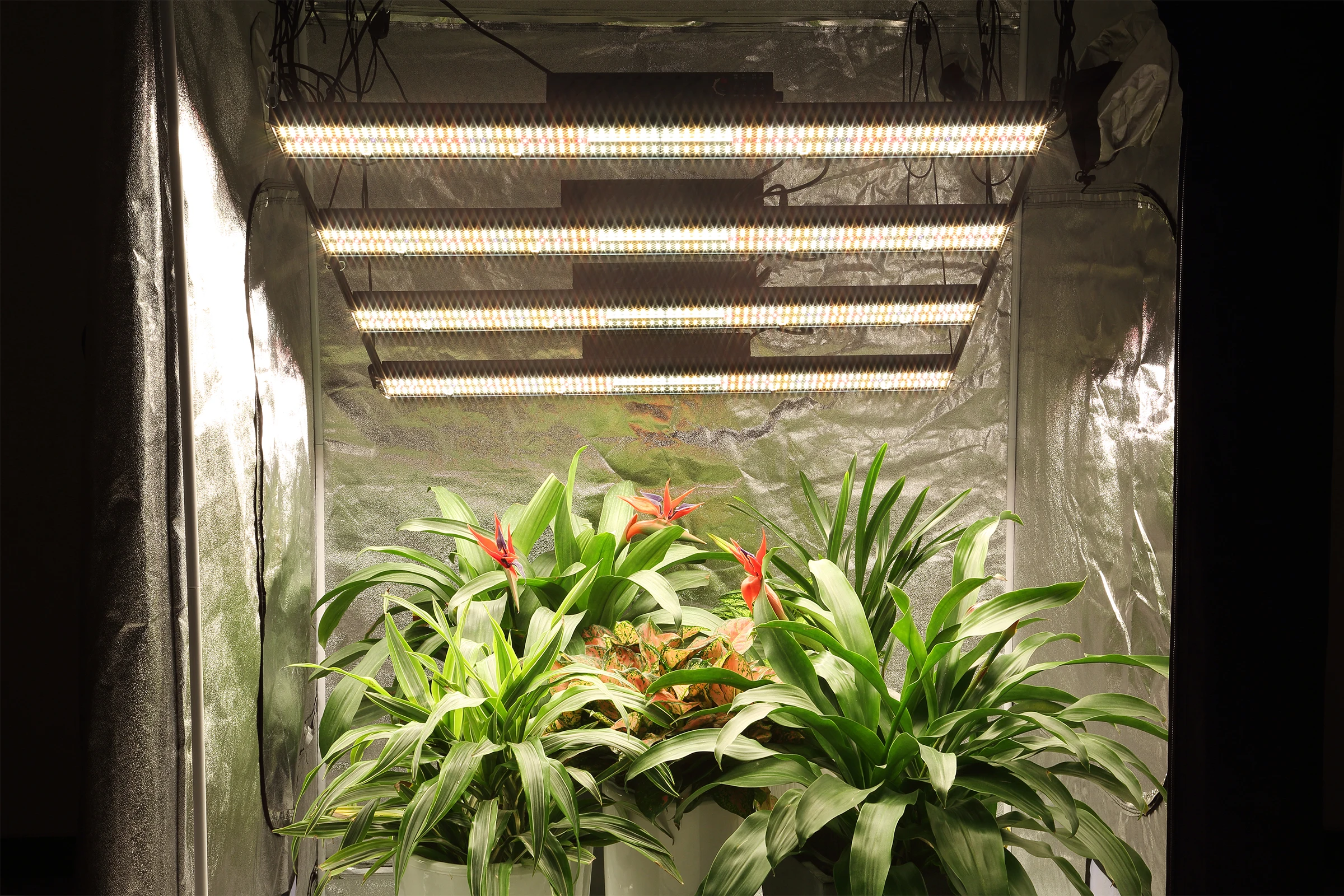 800W LED Grow Light Samsung EVO Diode 2.7umol/J Full Spectrum 4 Bar LED Plant Light Dimmable for Seedling Veg and Indoor Plants