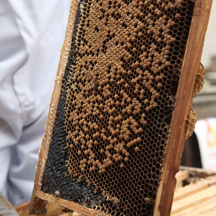 100% Pure Natural Black Forest Honey in Bulk 28kg