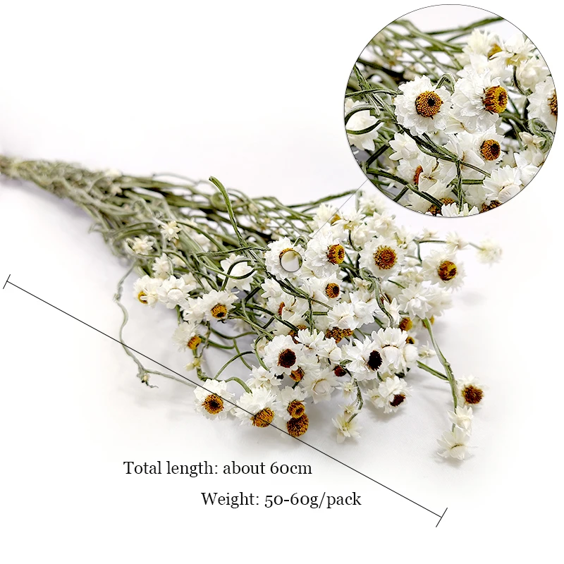 Dried Ammobium Flower Home Decor Wedding Decoration White Flowers Filler Floral Dried Daisy Flowers Silver Chrysanthemum