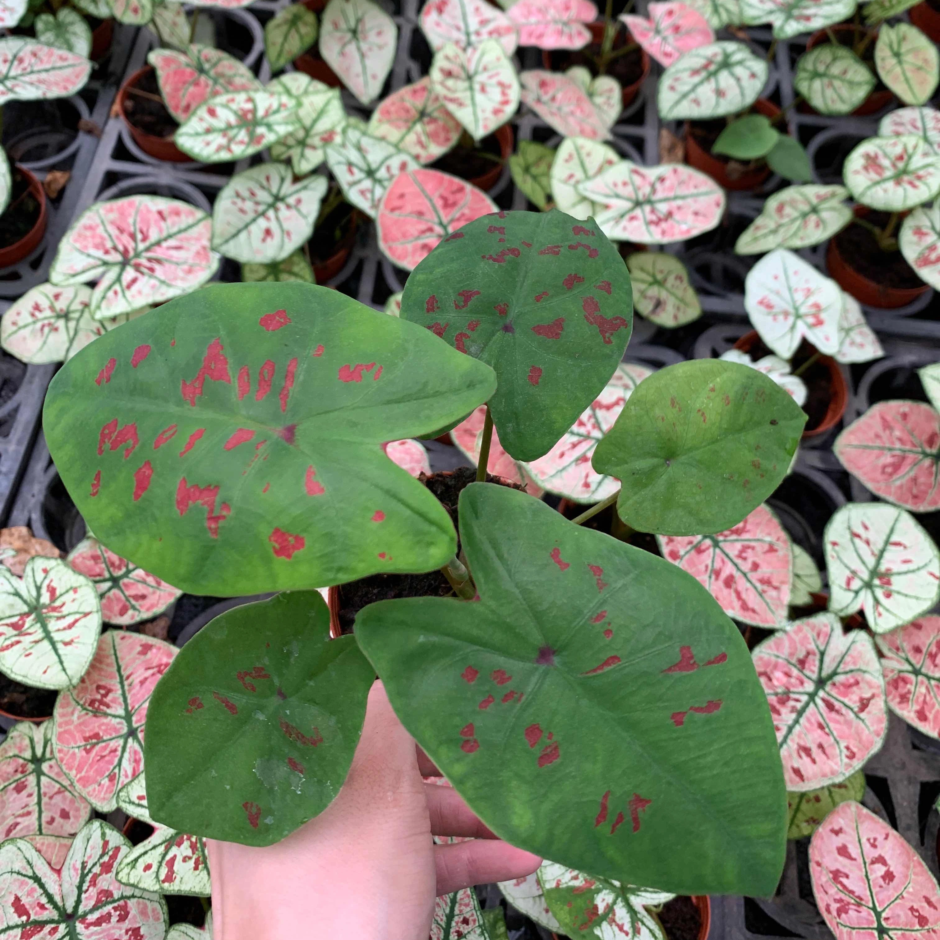 
Wholesale difference kinds of Colorful Caladium live plants bonsai on sale 