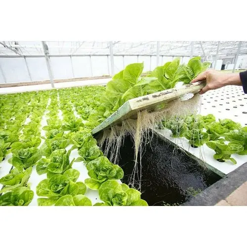 DWC Deep Water Culture Growing Hydroponics Systems Hydroponic Fodder Growing Systems