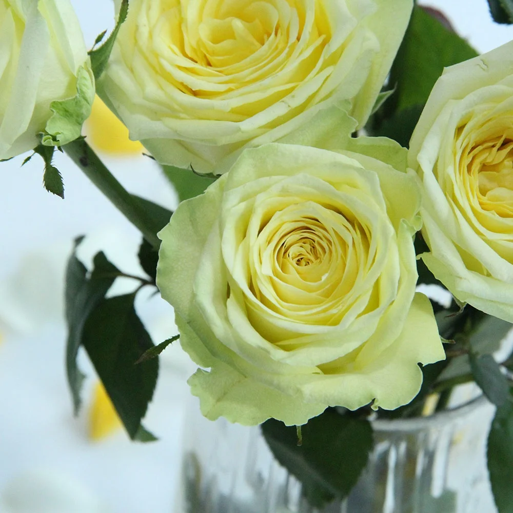 Competitive Price Home Wedding Decor Many Colors Flower Store Long Stem Natural Roses Fresh Cut Flowers