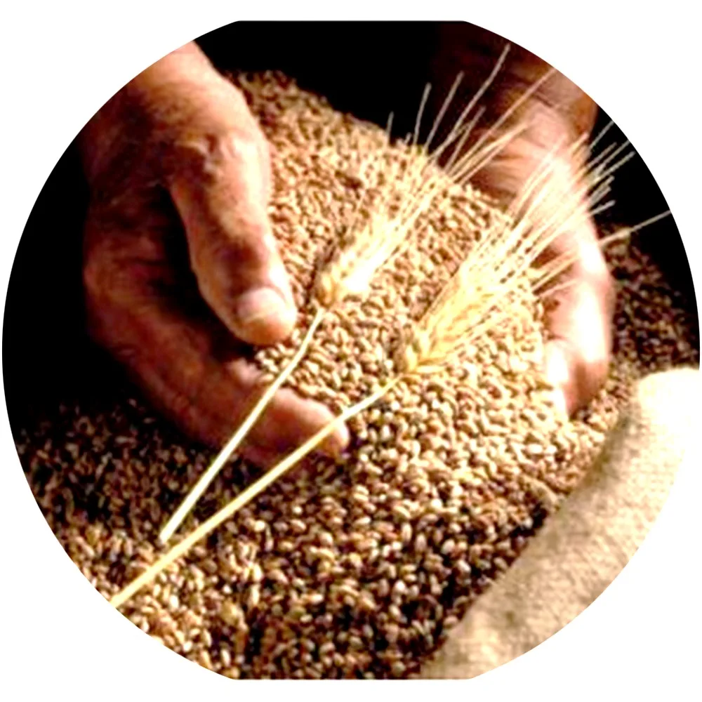 
Best Quality Soft Wheat for Sales / Wheat Grain For Human Feed 