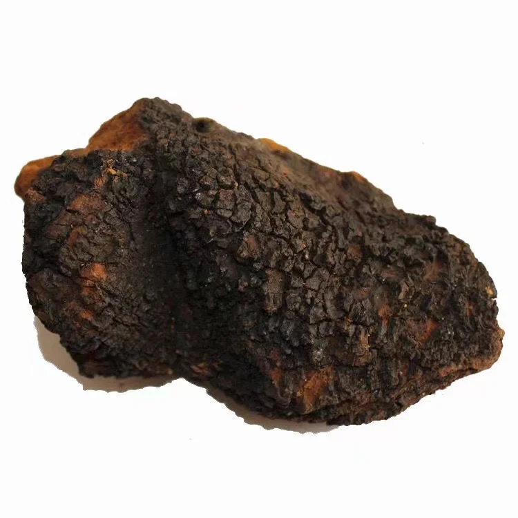 Березовый Рог березовый гриб Inonotus obliquus