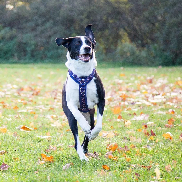 Step In Padded H/Y Shape Dog Harness Manufacturer Customize Logo Colors Adjustable Pet Harness Leash Set