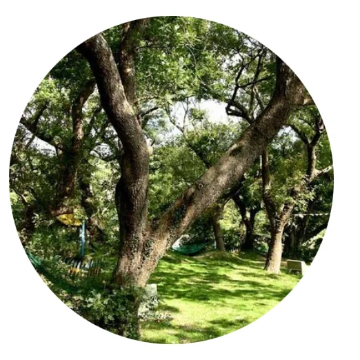 for planting heat-resistant Dalbergia hupeana tree seeds/High disease resistance tree seeds