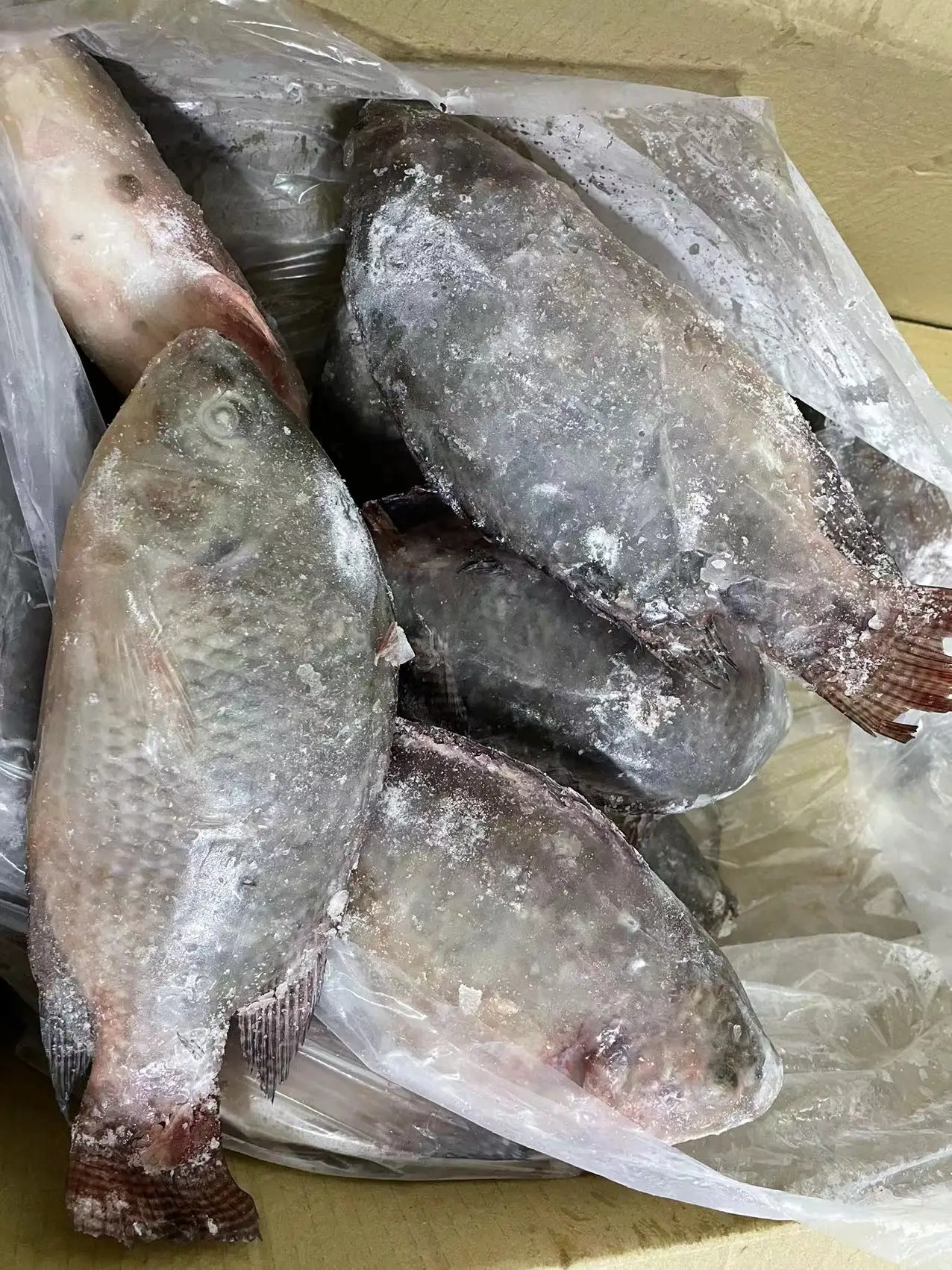 Direct Factory Wholesale  High Quality Live Fresh Tilapia Frozen Black Tilapia Fish China