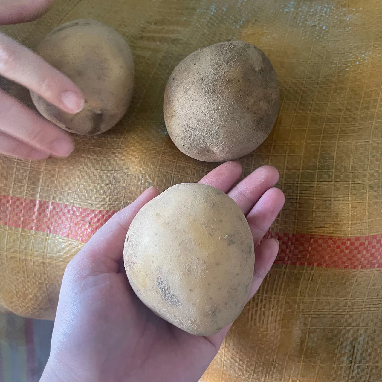 Китайский поставщик свежих овощей нового урожая оптом картофель свежие цены в Китае на экспорт свежий