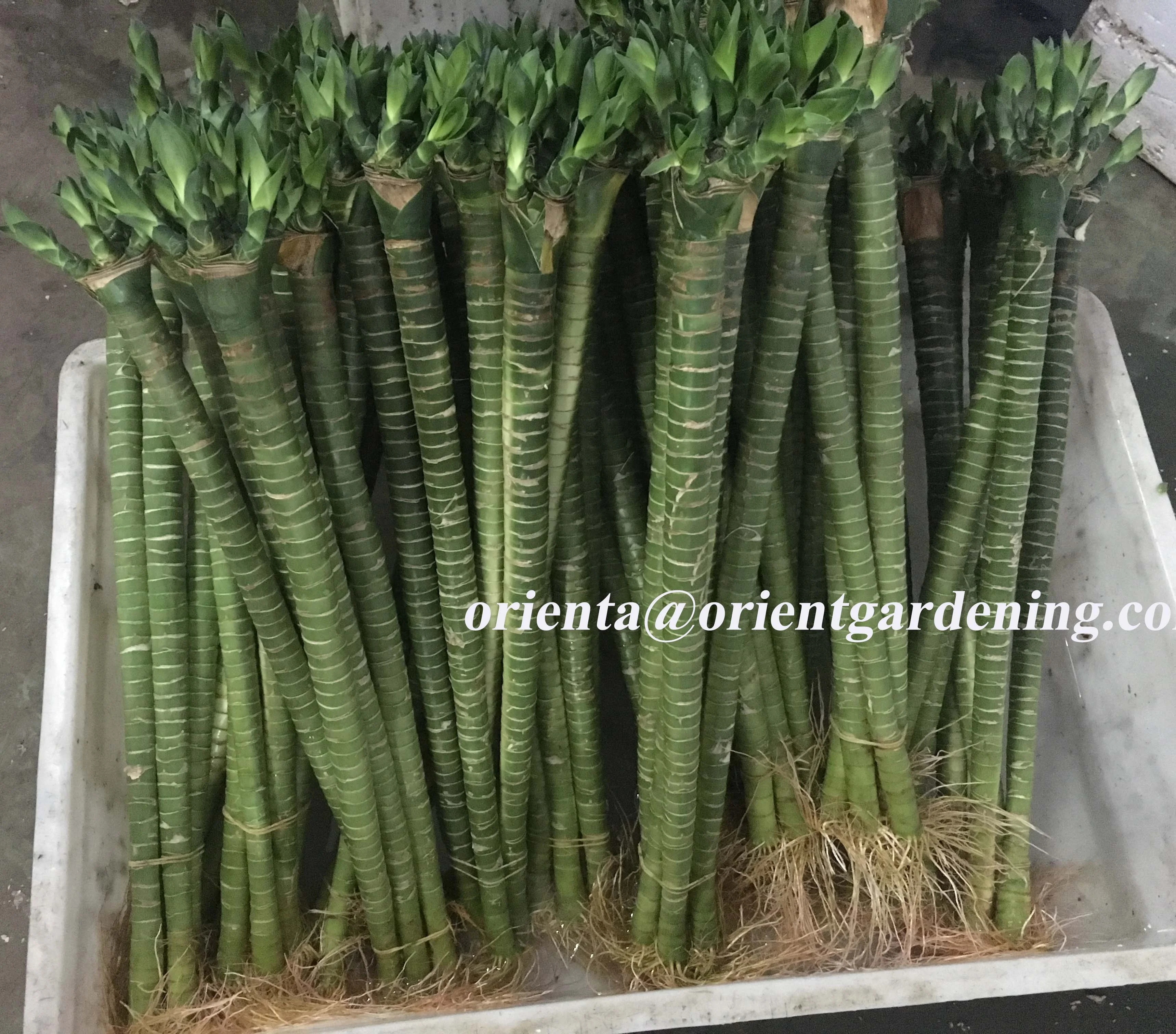 
multi lotus tiger indoor subtropics lucky bamboo 