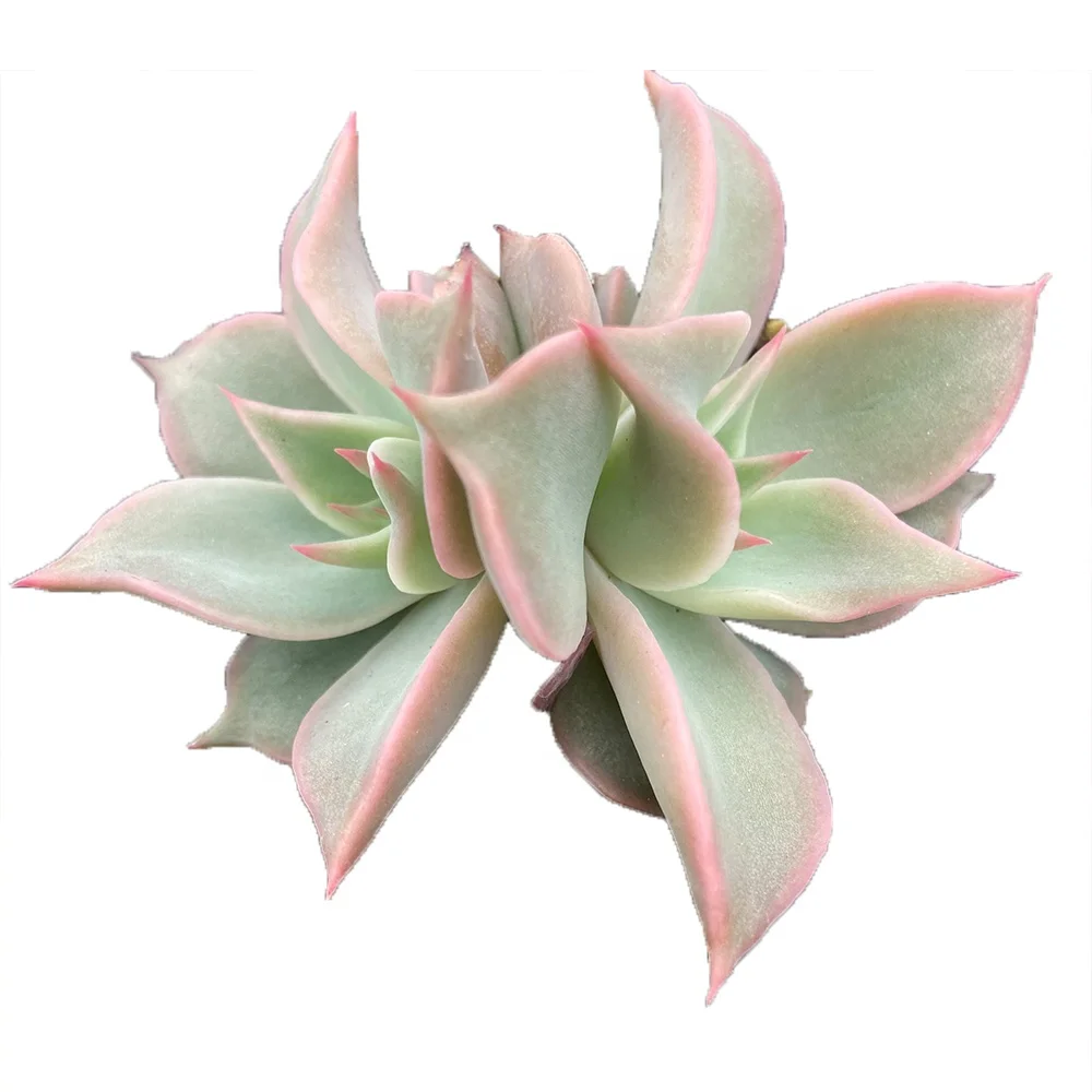 The Best About12cm Silvery White Living Plants Mini Small Live Real Succulents Plants Indoor for Indoor Outdoor Bonsai Plants