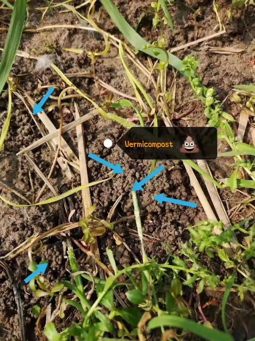 Био-органическое удобрение Vermicompost