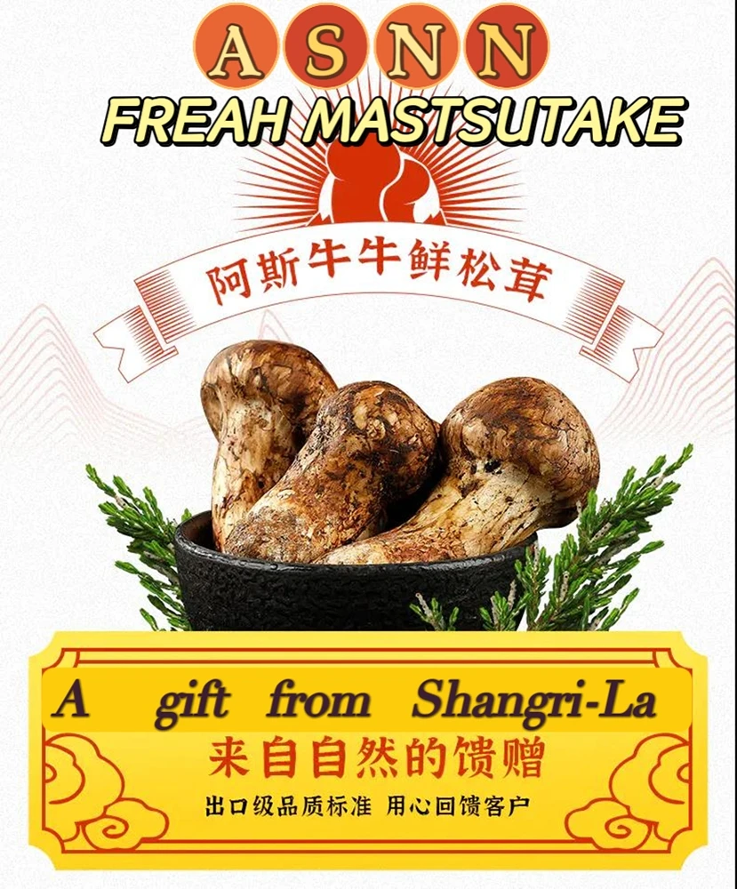 Nature wild Tricholoma matsutake white pine mushroom mushrooms for cooking SongRong for wholesale
