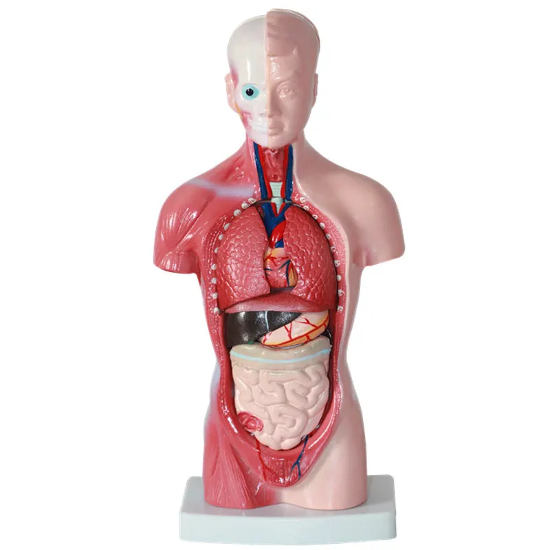 hot sale good price Medical 3D Model Anatomical Anatomy Dual-sex Human Torso with head Model medical supplies