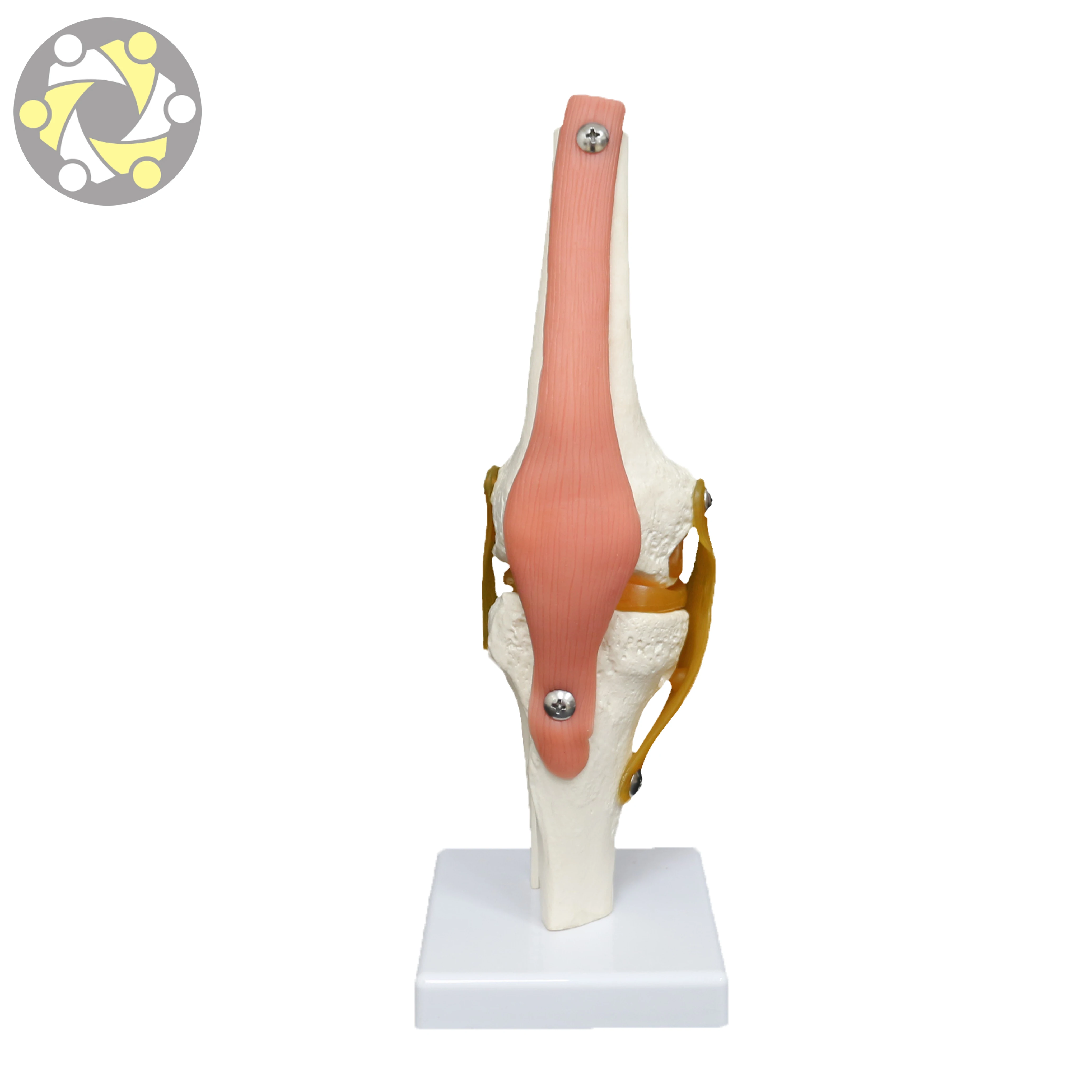 Medical Science Plastic Human Artificial Knee Joint Model with Ligament Anatomical Skeleton Model