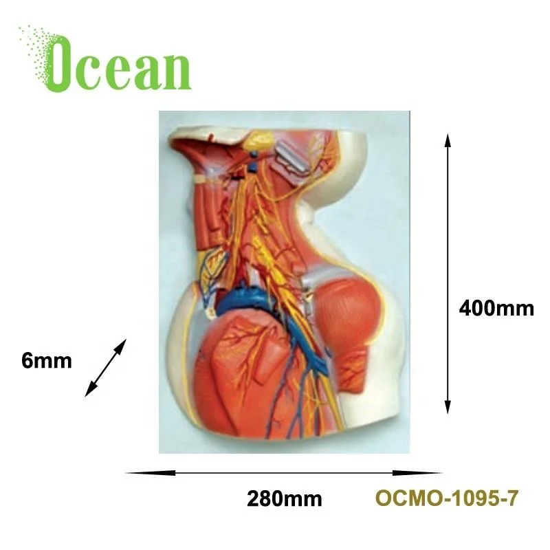 Medical Human Anatomical Face Model Head Model for Biology teaching model