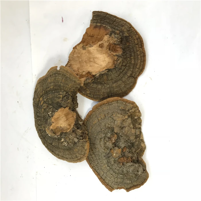 sang huang bulk dried phellinus linteus mushroom wild phellinus igniarius