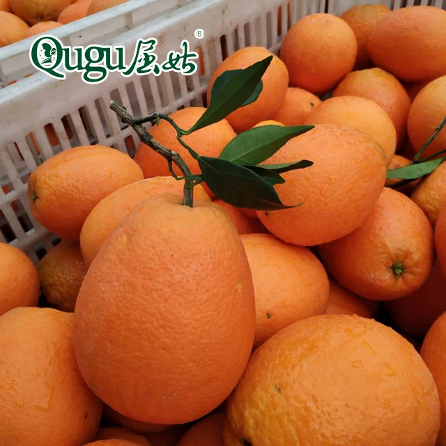 Egyptian navel orange low price