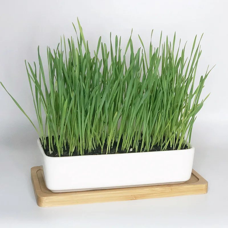 Ceramic Grass Planter Cat Grass Bowl with Bamboo Tray