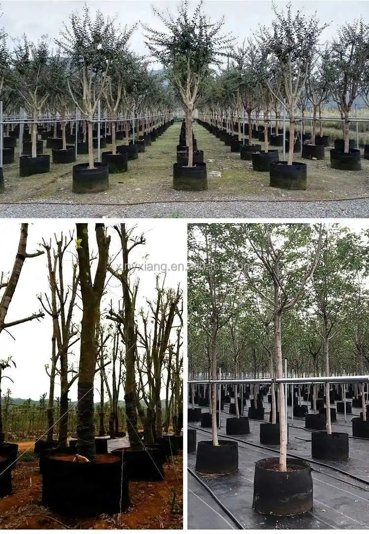 Factory Wholesale Plant Grow Bags Breathable Nonwoven Fabric Growing Pots, Heavy Duty Fabric Pots Grow Bags with Handles