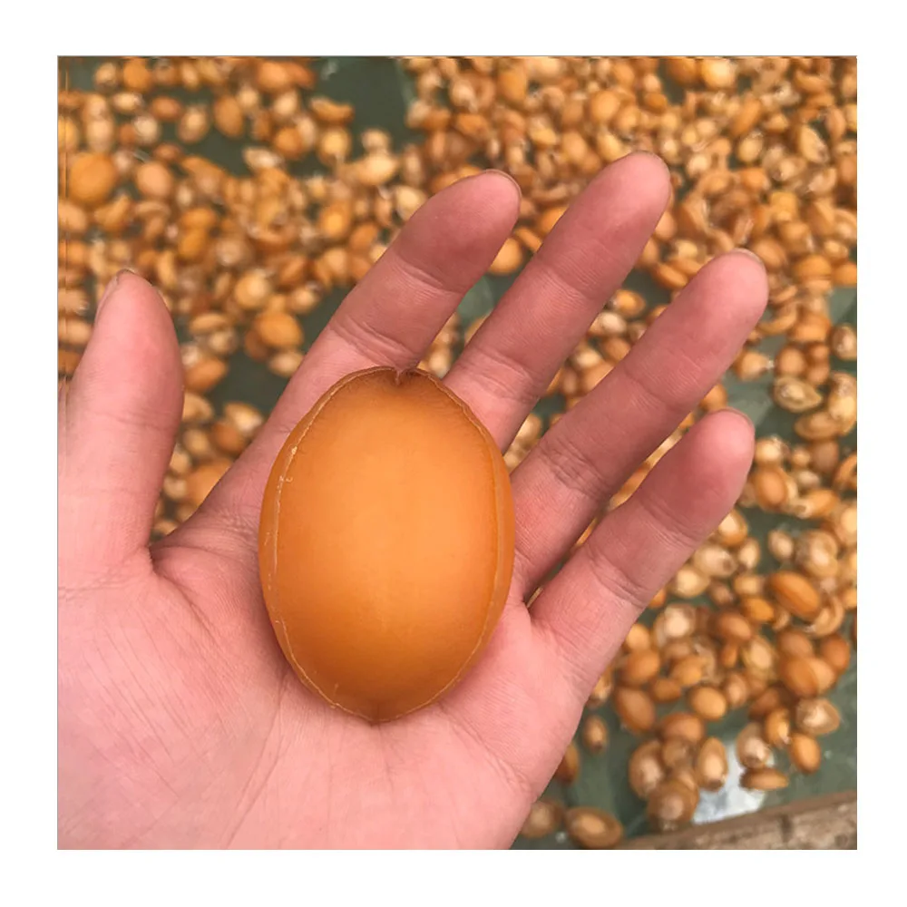 
Wholesale Frozen Abalone / Canned Abalone / Dried Abalone 