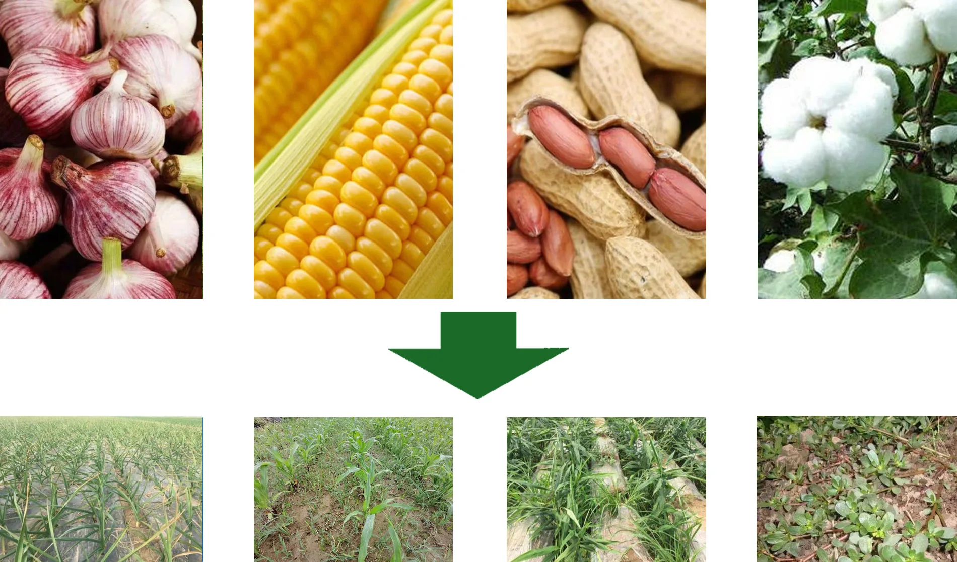 glyphos 41 sl  glyphos 360 sl 41% sl Roundup Weed Killer glyphos 41% sl herbicid supplier with wholesal price