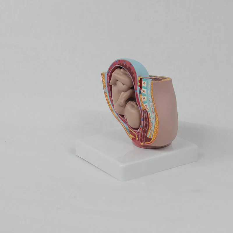 Reproductive system PVC emulsion model of human and child pelvis small size
