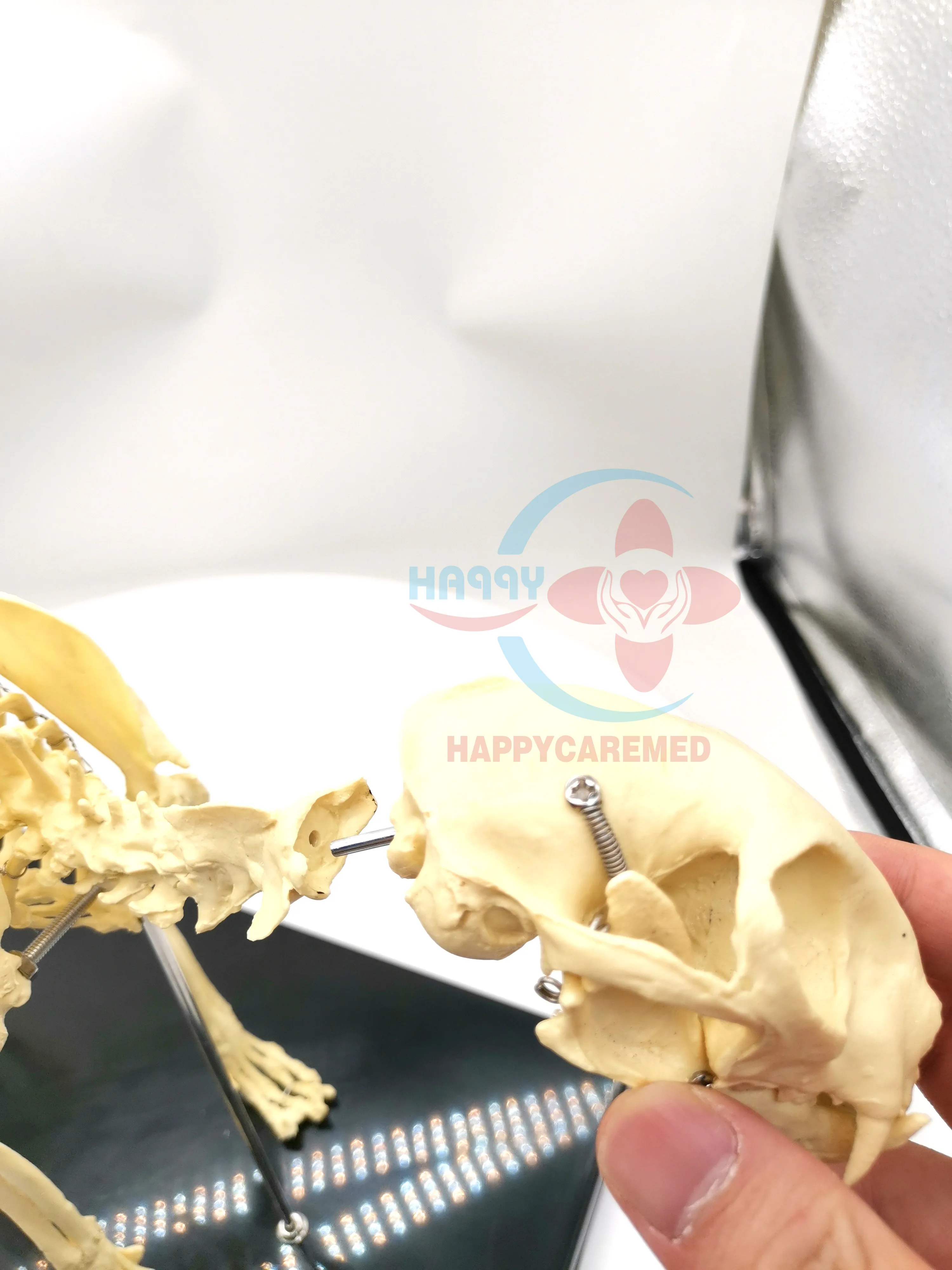 HC-R125A veterinary medical feline model Cat skeleton demonstration model