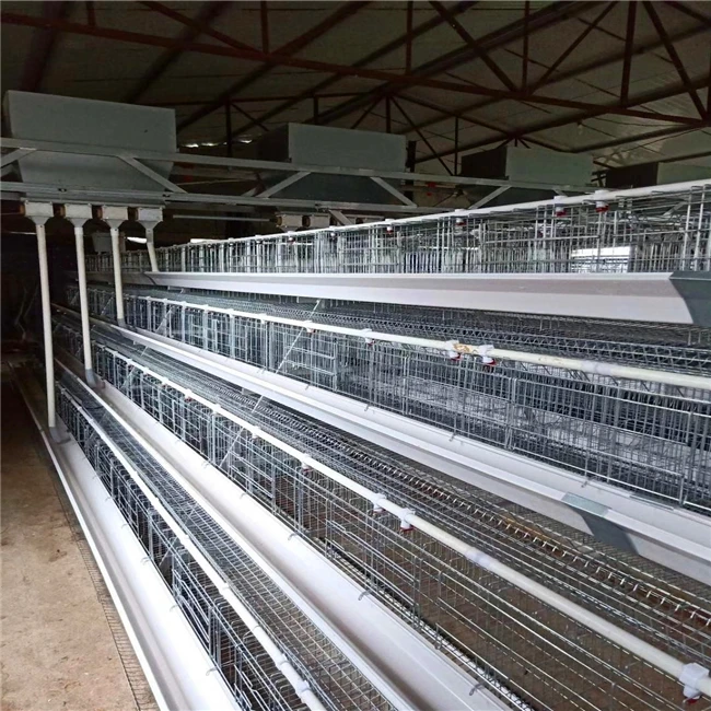 Professional R & D and production of automation equipment layer chicken cage for chicken farm