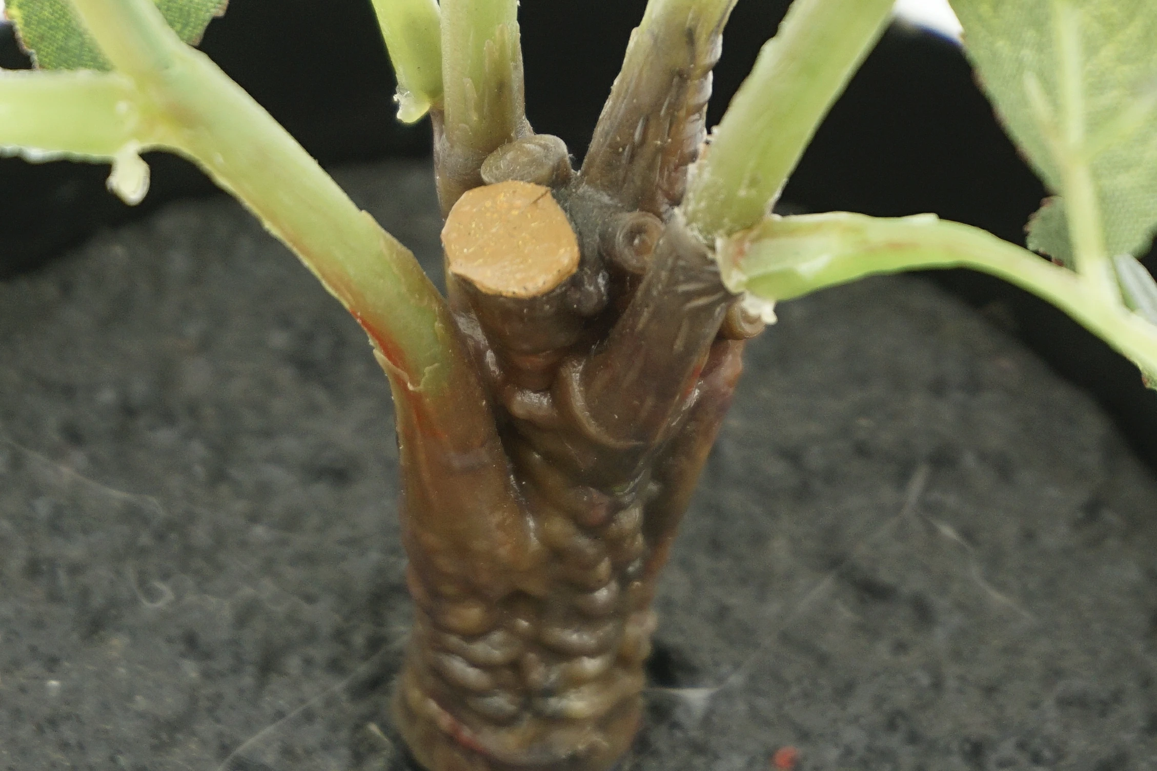 49Cm Potted  Camellia Rose W/Pot Artificial Glitter Rose Flower Heads Rose Flowers Artificial Decoration