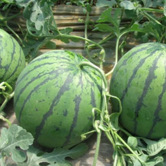 Very early matured mini watermelon seeds