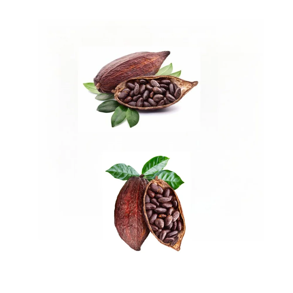 Organic Raw Cacao Powder Cocoa Extract Powder