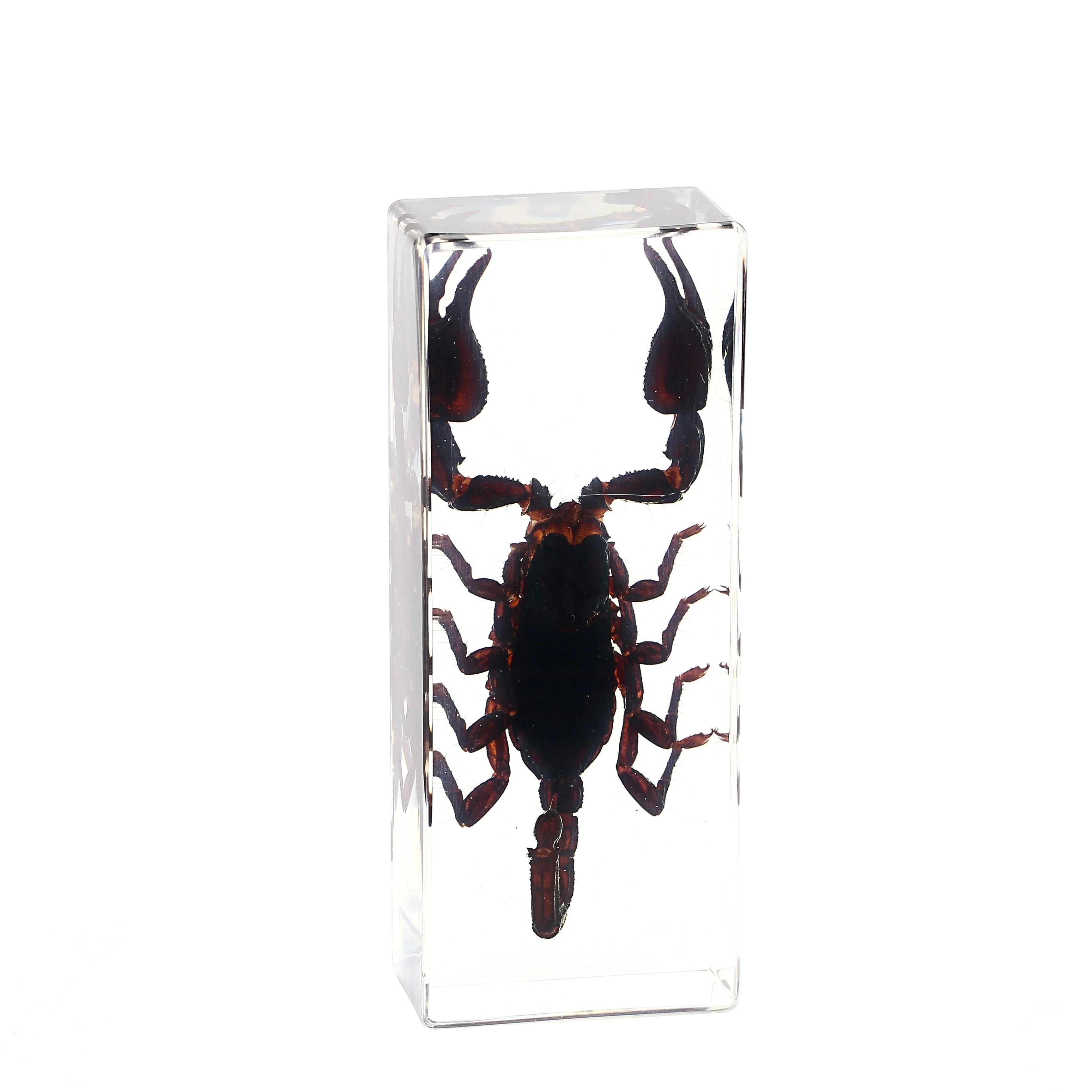 Small Spiders Scorpions Insect Specimen in Resin Real Transparent Paperweight Biological Collection