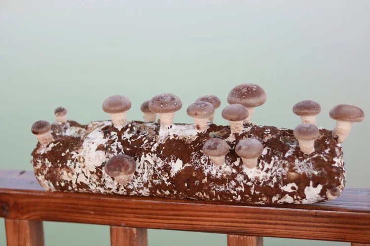 Цена для грибов shiitake оптовая продажа подложка выращивания