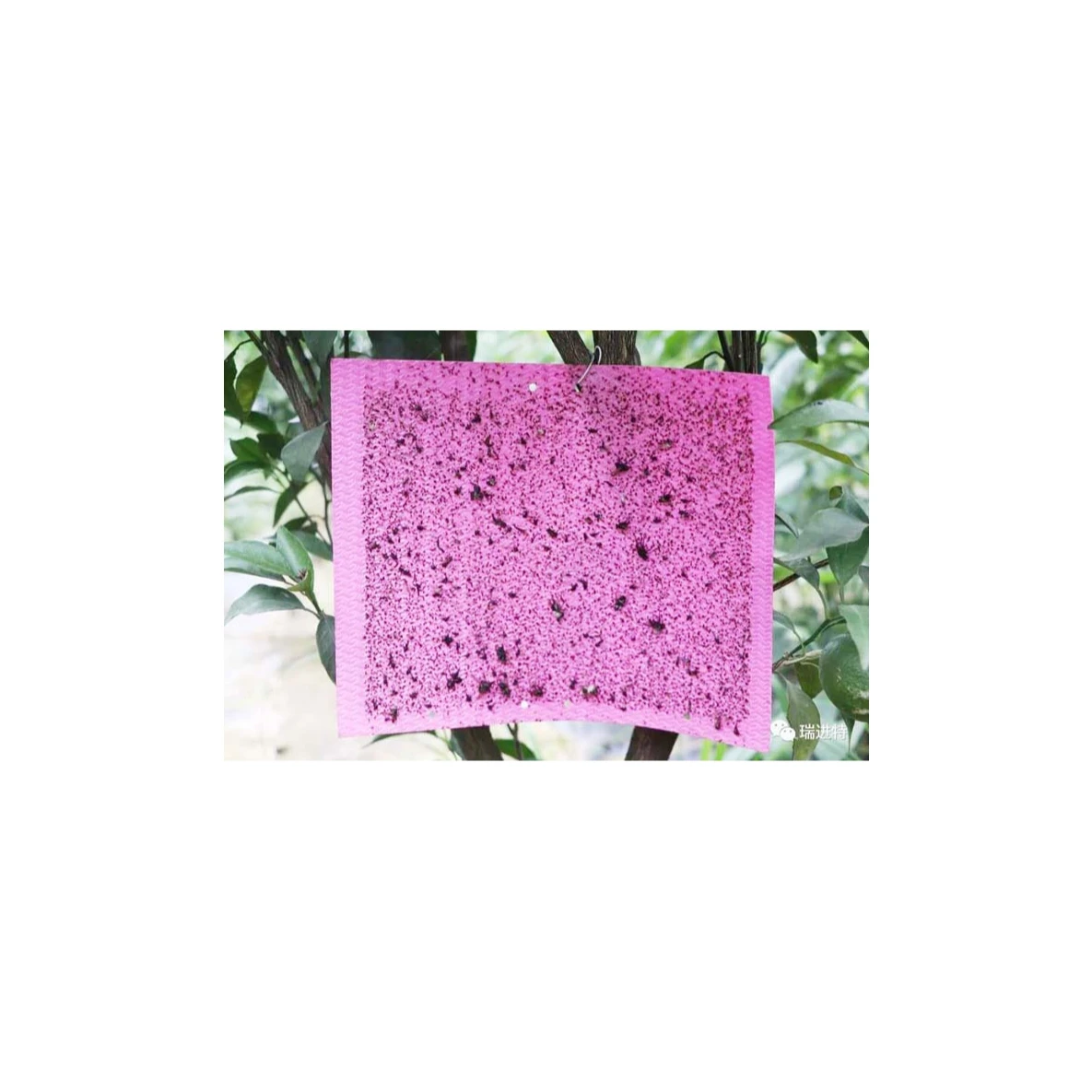 
Professional Manufacture Cheap Fly Glue Paper Purple Sticky Insect Traps 