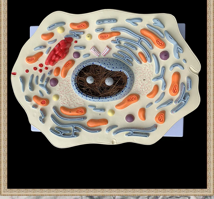Enlarge Animal Cell Anatomical Model Cell Anatomy Model