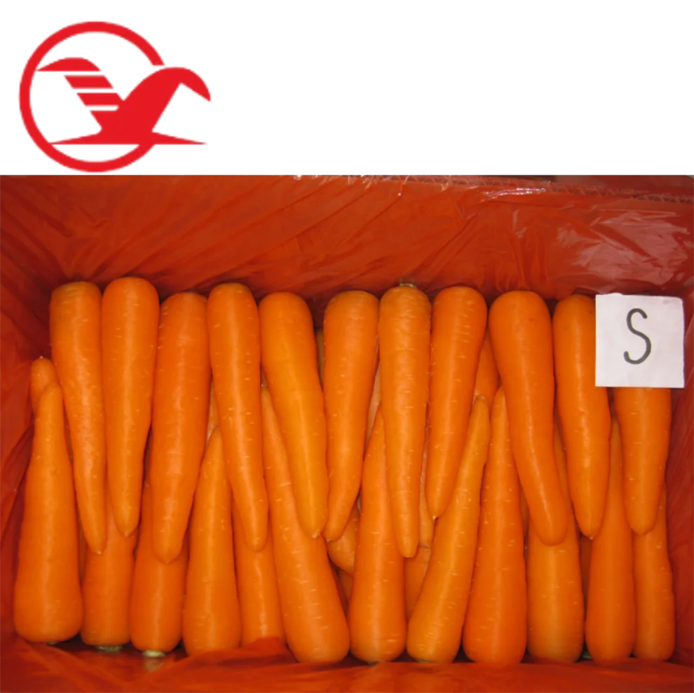 New Crop S M L 3L  Top Grade Low Price Fresh Carrots