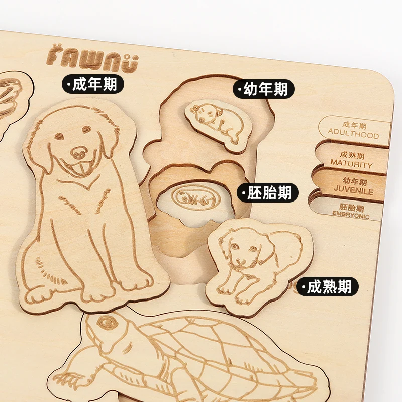 2024 new Biological Evolution Multi-layered Jigsaw Puzzle Early Education DIY Toy Featuring Animal Insect for kids boys girls