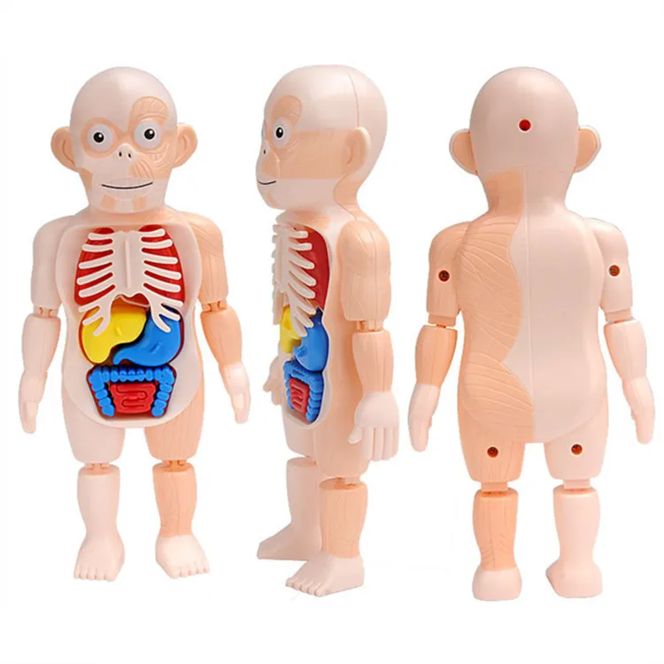 
Kids experimental teaching other educational toys human organ model puzzle toy 