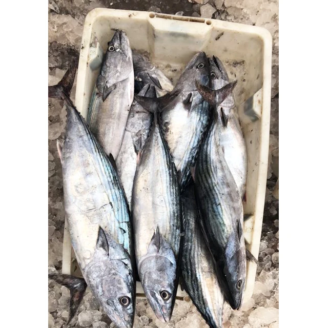 300-500g Mackerel Fish Frozen, Frozen Fish Mackerel exporters