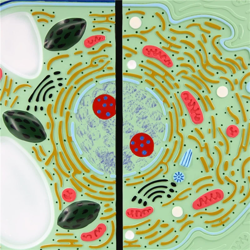 Animal and plant cell model showing the detailed structure for student learning biology model