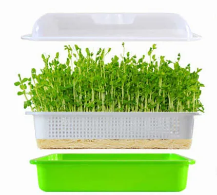 seed sprouter tray with  lid PP material molded plastic wheat been nursery trays